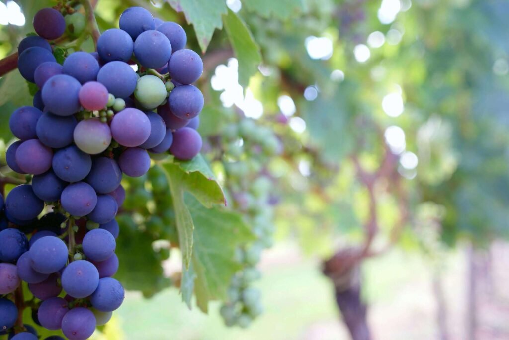 Agriculture & Agribusiness consulting